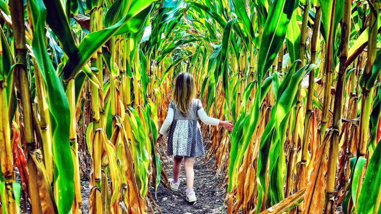 Young girl exploring cornfield, nature adventure, childhood wonder, rural beauty, autumn landscape.