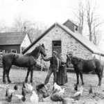 Vintage farm scene with two horses and chickens outside a rustic barn.