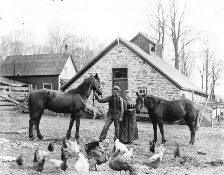 Vintage farm scene with two horses and chickens outside a rustic barn.