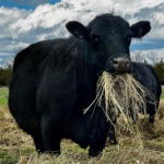 Cattle grazing outdoors on lush grass with a clear, partly cloudy sky and trees in background.