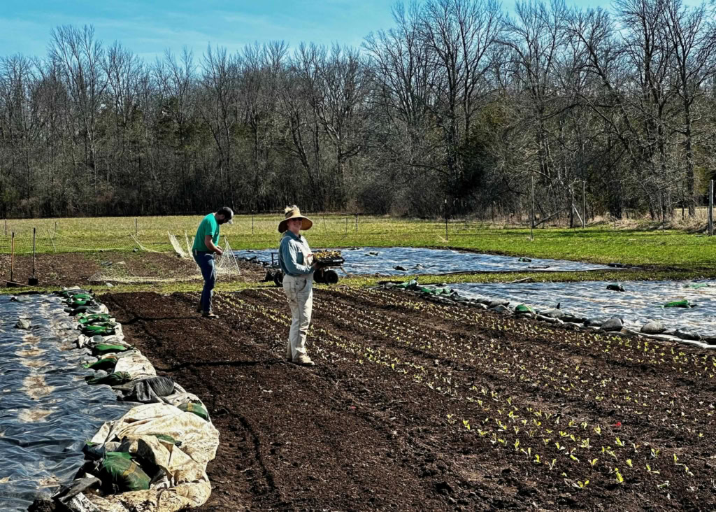 Gardening and farming activity at The Gourmet Host farm, showcasing sustainable vegetable cultivation.
