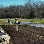 Gardening and farming activity at The Gourmet Host farm, showcasing sustainable vegetable cultivation.