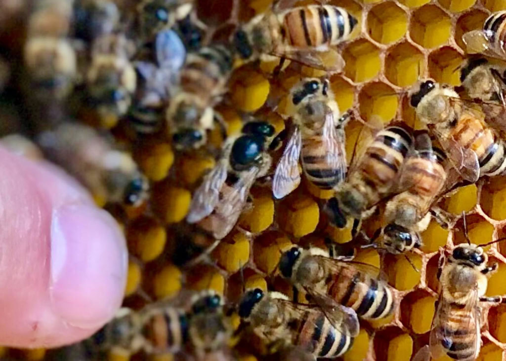 Close-up of active honeybees on honeycomb frame.
