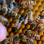 Close-up of active honeybees on honeycomb frame.
