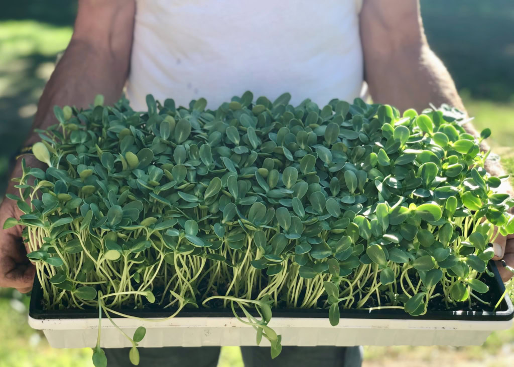 Close-up of lush microgreens held by a person outdoors, perfect for farm-to-table dishes.