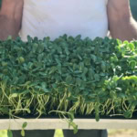 Close-up of lush microgreens held by a person outdoors, perfect for farm-to-table dishes.