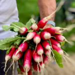 Close-up of vibrant radishes being harvested, showcasing farm-fresh vegetables perfect for gourmet cooking and healthy meals.