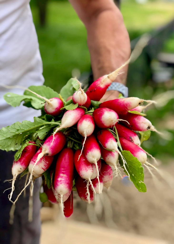 Close-up of vibrant radishes being harvested, showcasing farm-fresh vegetables perfect for gourmet cooking and healthy meals.