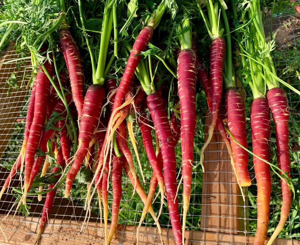 Close-up of freshly harvested red carrots with green tops on garden mesh, ready for cooking.