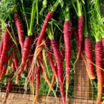 Close-up of freshly harvested red carrots with green tops on garden mesh, ready for cooking.