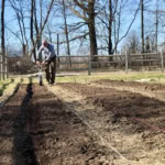 A person planting or preparing rows in a garden, with soil and garden fencing, perfect for fresh home-grown vegetables or herbs.