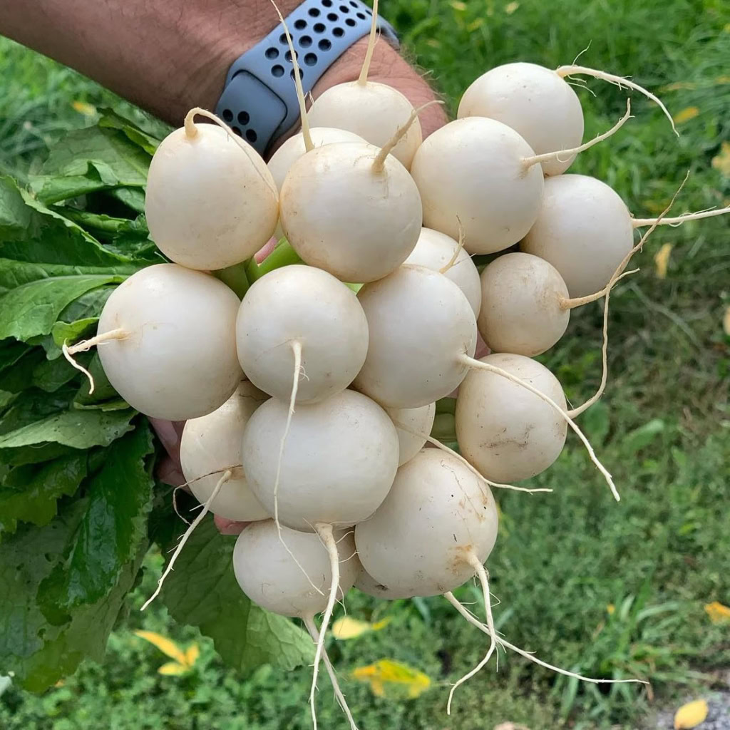 Bright white turnips with roots and leafy greens, perfect for farm-to-table recipes.