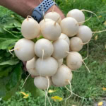 Bright white turnips with roots and leafy greens, perfect for farm-to-table recipes.