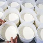 High-quality milk curds in white containers, cheese production, artisan cheese, gourmet dairy products.