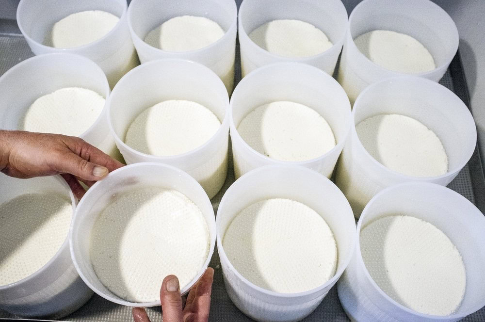 High-quality milk curds in white containers, cheese production, artisan cheese, gourmet dairy products.