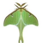 Vivid green swallowtail butterfly with intricate wing details resting on a flower.