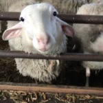 Close-up of a fluffy sheep looking at the camera in a farm setting.