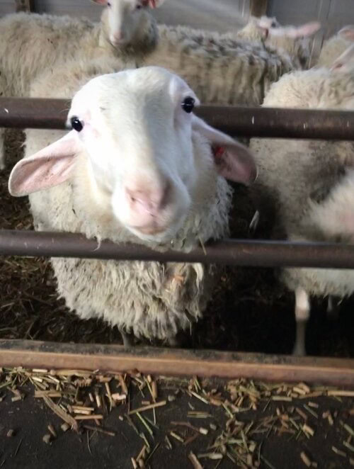 Close-up of a fluffy sheep looking at the camera in a farm setting.