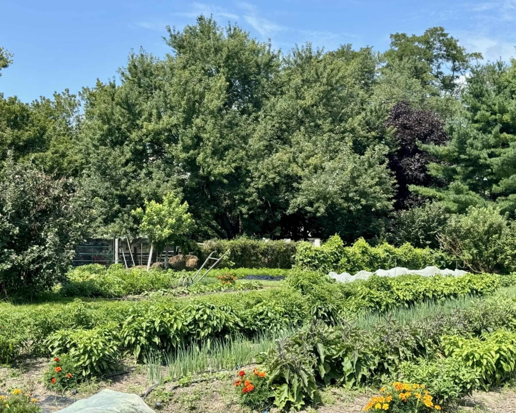 Vivid green garden filled with vegetables, flowers, and trees, ideal for farm-to-table culinary experiences.