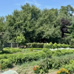 Vivid green garden filled with vegetables, flowers, and trees, ideal for farm-to-table culinary experiences.