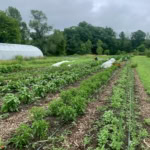 Lush vegetable garden with herbs and greens for fresh, farm-to-table cooking at The Gourmet Host.