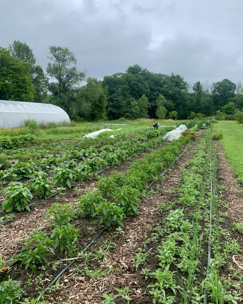 Lush vegetable garden with herbs and greens for fresh, farm-to-table cooking at The Gourmet Host.