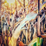 Sunlit dried corn stalks in a vast field during late summer.