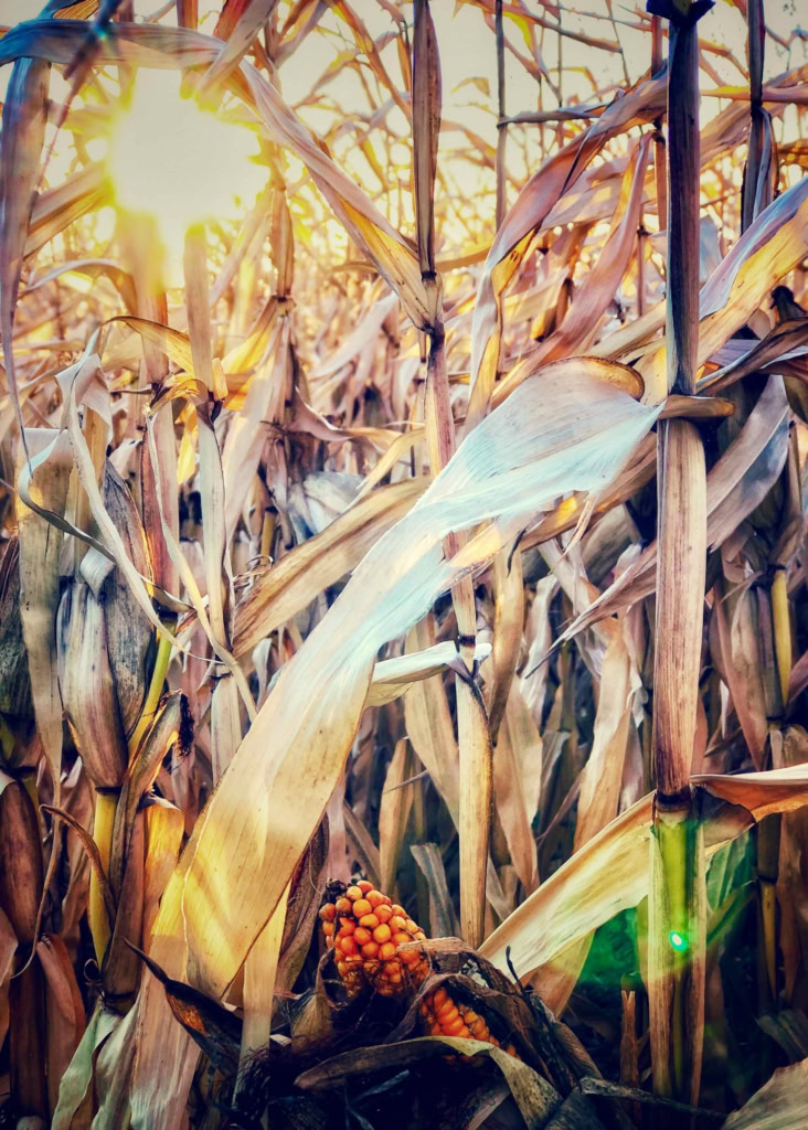 Sunlit dried corn stalks in a vast field during late summer.