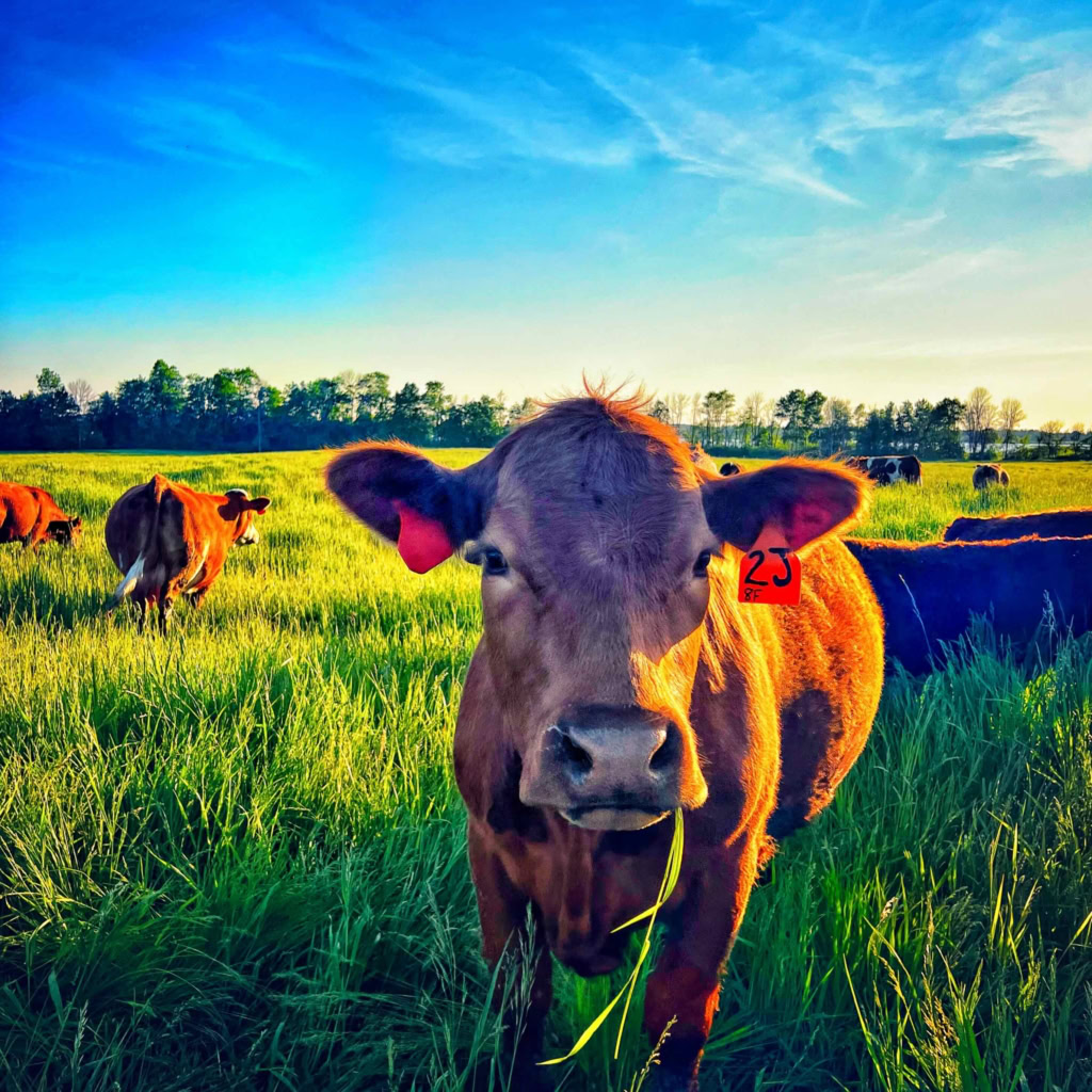 Close-up of a brown cow with ear tags in a lush, green pasture during sunset, representing farm-fresh ingredients for gourmet cuisine.