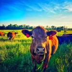Close-up of a brown cow with ear tags in a lush, green pasture during sunset, representing farm-fresh ingredients for gourmet cuisine.