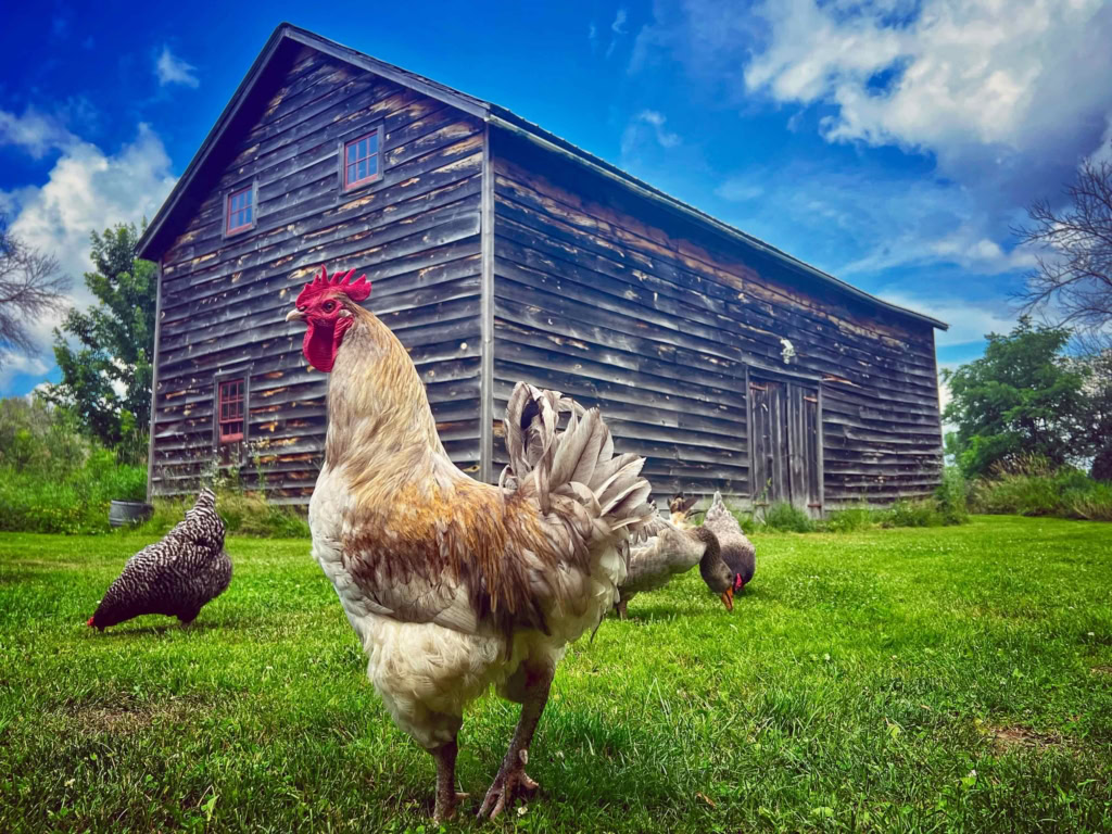 Rustic wooden barn with a farm chicken and other poultry on lush green grass on a sunny day.