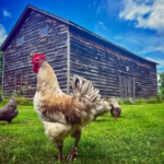 Rustic wooden barn with a farm chicken and other poultry on lush green grass on a sunny day.