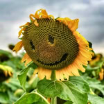 Bright sunflower with a natural smile face on the seed head. Perfect for cheerful garden decor and uplifting imagery.