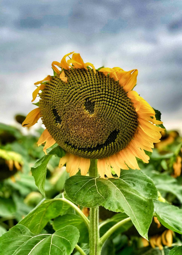 Bright sunflower with a natural smile face on the seed head. Perfect for cheerful garden decor and uplifting imagery.
