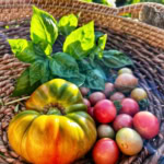 Vibrant heirloom tomatoes and fresh basil leaves in a rustic wicker basket, perfect for gourmet culinary recipes.