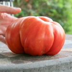 Close-up of a ripe heirloom tomato on a stone surface.