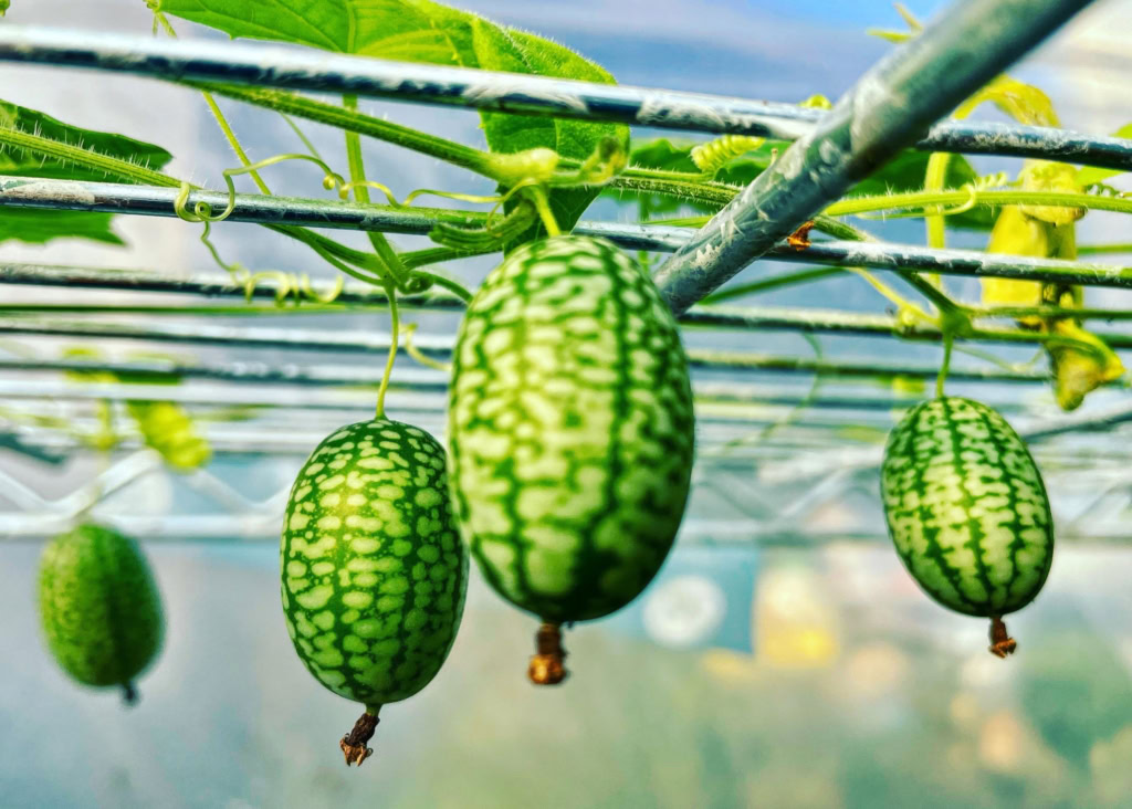 Vibrant green cherry tomatoes growing on vine supported by metal structure in greenhouse.