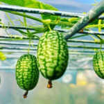 Vibrant green cherry tomatoes growing on vine supported by metal structure in greenhouse.