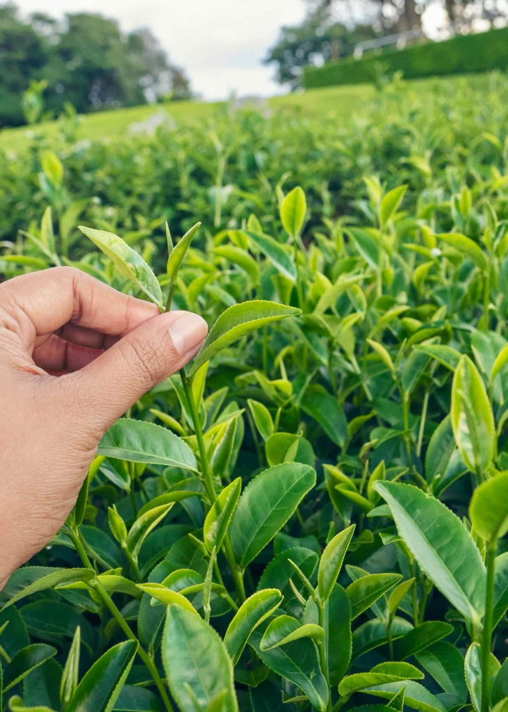 Hand inspecting lush green tea leaves in a serene plantation.