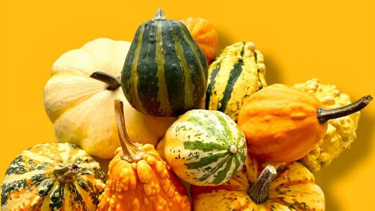 Fall Themed Dinner Party Ideas and Menus