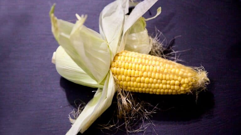 Fresh yellow corn on the cob with husk and silk, ideal for gourmet cooking and healthy recipes.