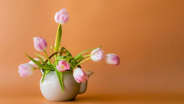 Beautiful pink and white tulips in a simple white vase, perfect for spring table decor. Brighten you.