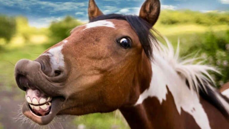 Horse with a funny expression, showing teeth and squinting eyes.