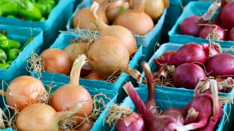 Fresh onions and shallots displayed in blue baskets at a market.