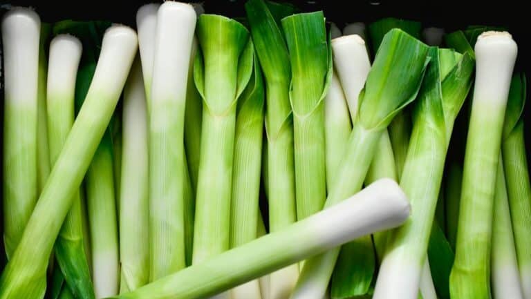 Fresh green and white leeks arranged in a row for cooking or garnishing.